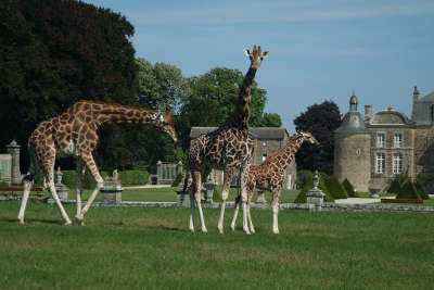 Zoo de la bourbansais routes touristiques dans l ille et vilaine guide du tourisme en bretagne